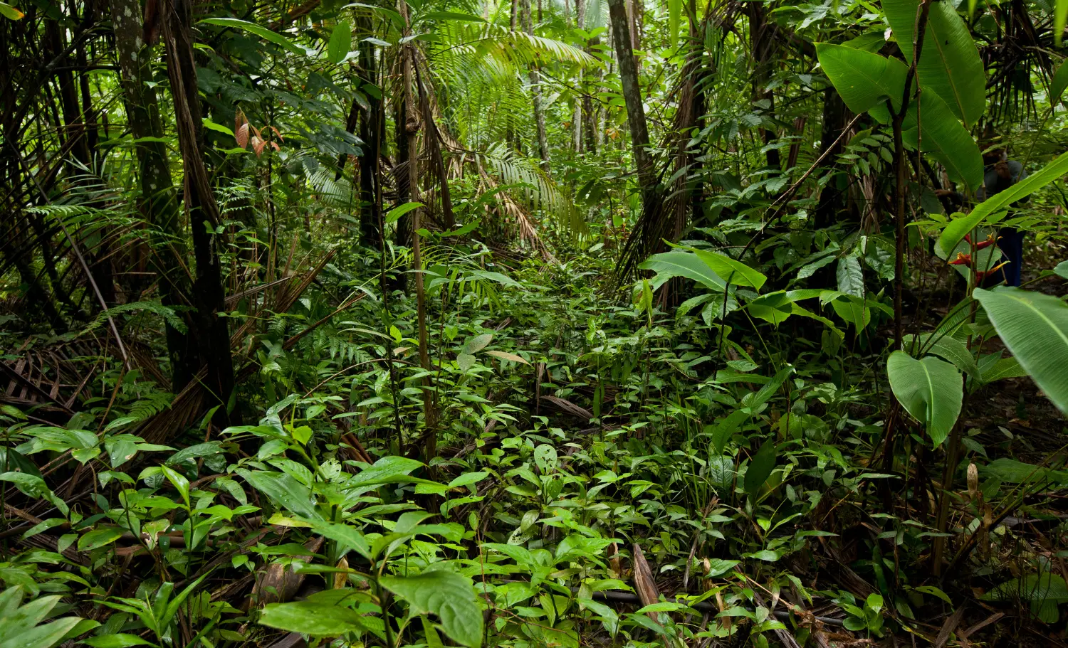 Viatge a mida a Brasil, viaje a medida a Brasil