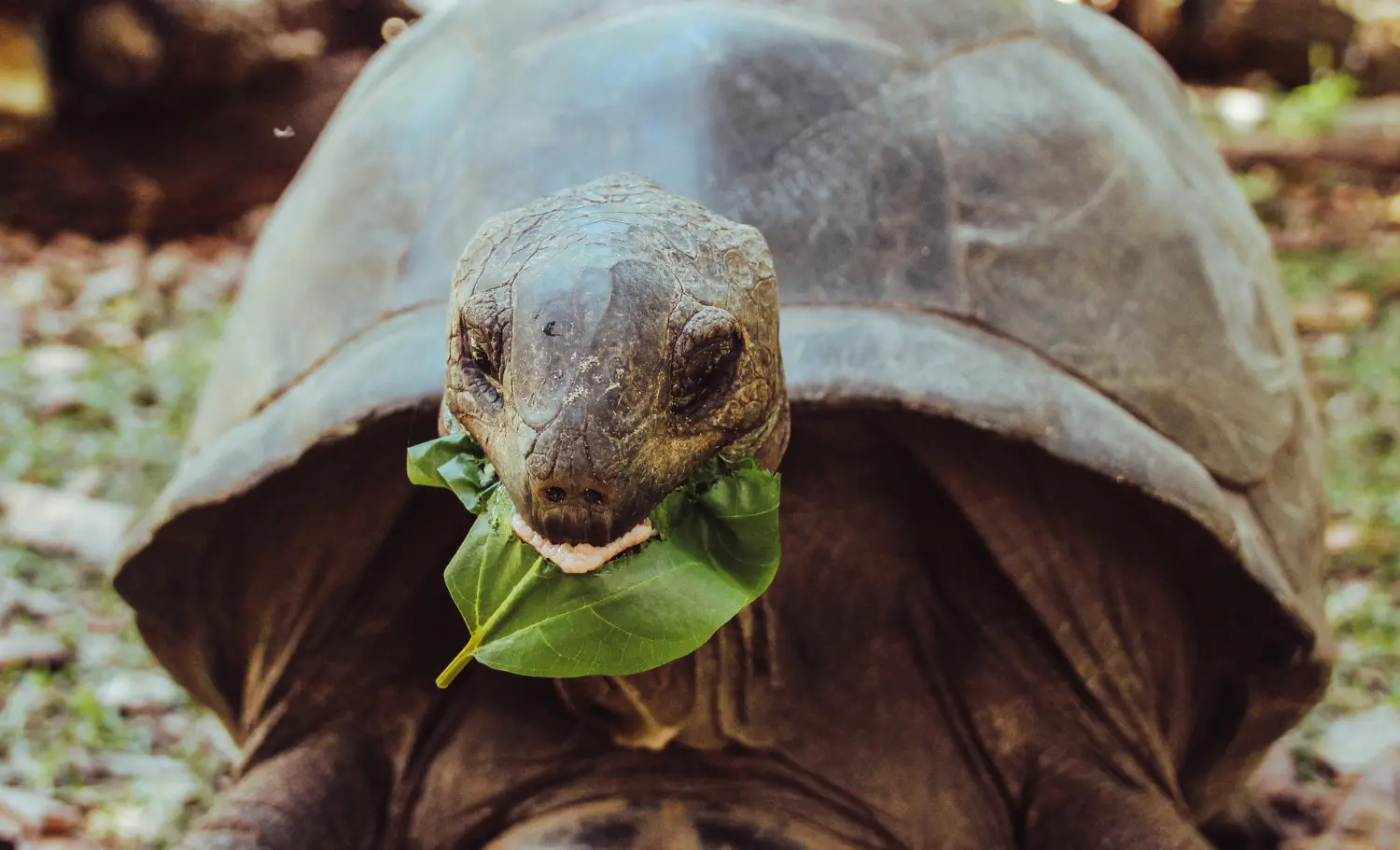 viatge de noces a les Seychelles, viaje de novios a las Seychelles