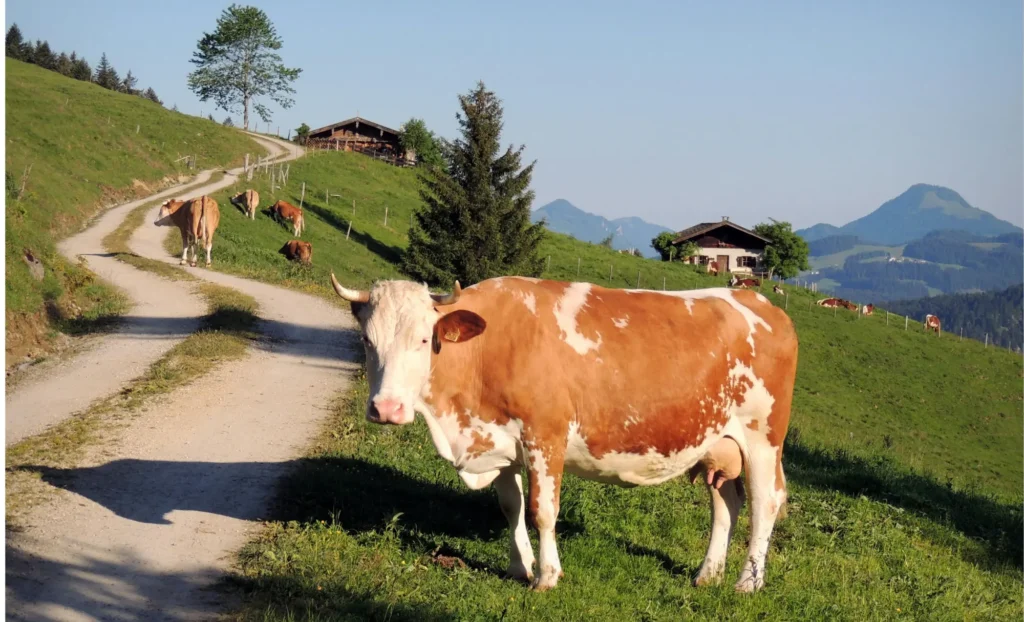 Tirol en granja amb nens, Tirol en granja con niños