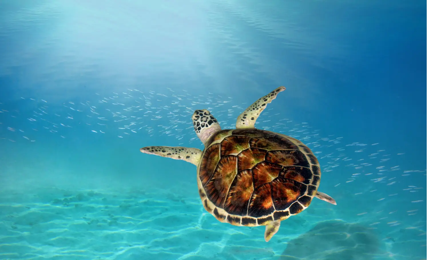 viatge Seychelles aventura, viaje Seychelles aventura