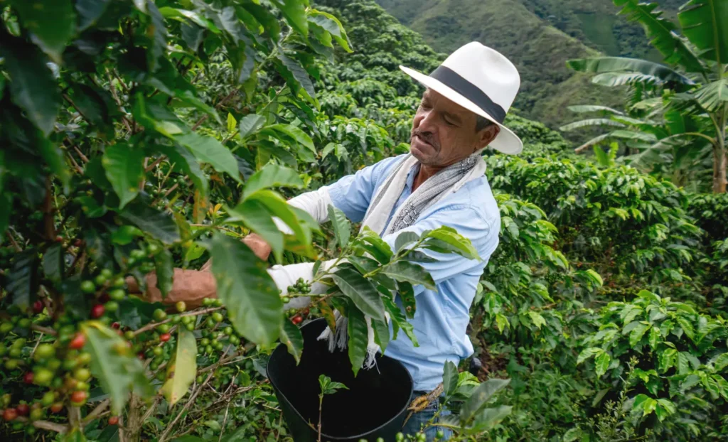 viatge per als amants del cafè, viaje para los amantes del Café