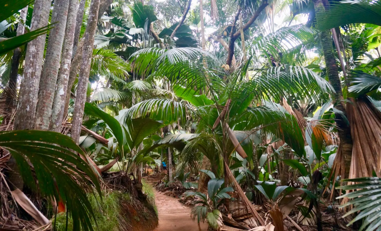 viatge Seychelles organitzat, viaje Seychelles organizado