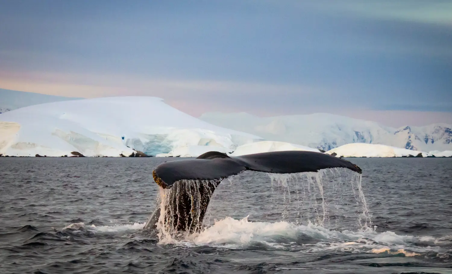 Expedició a l'Antàrtida, expedicion a la Antártida