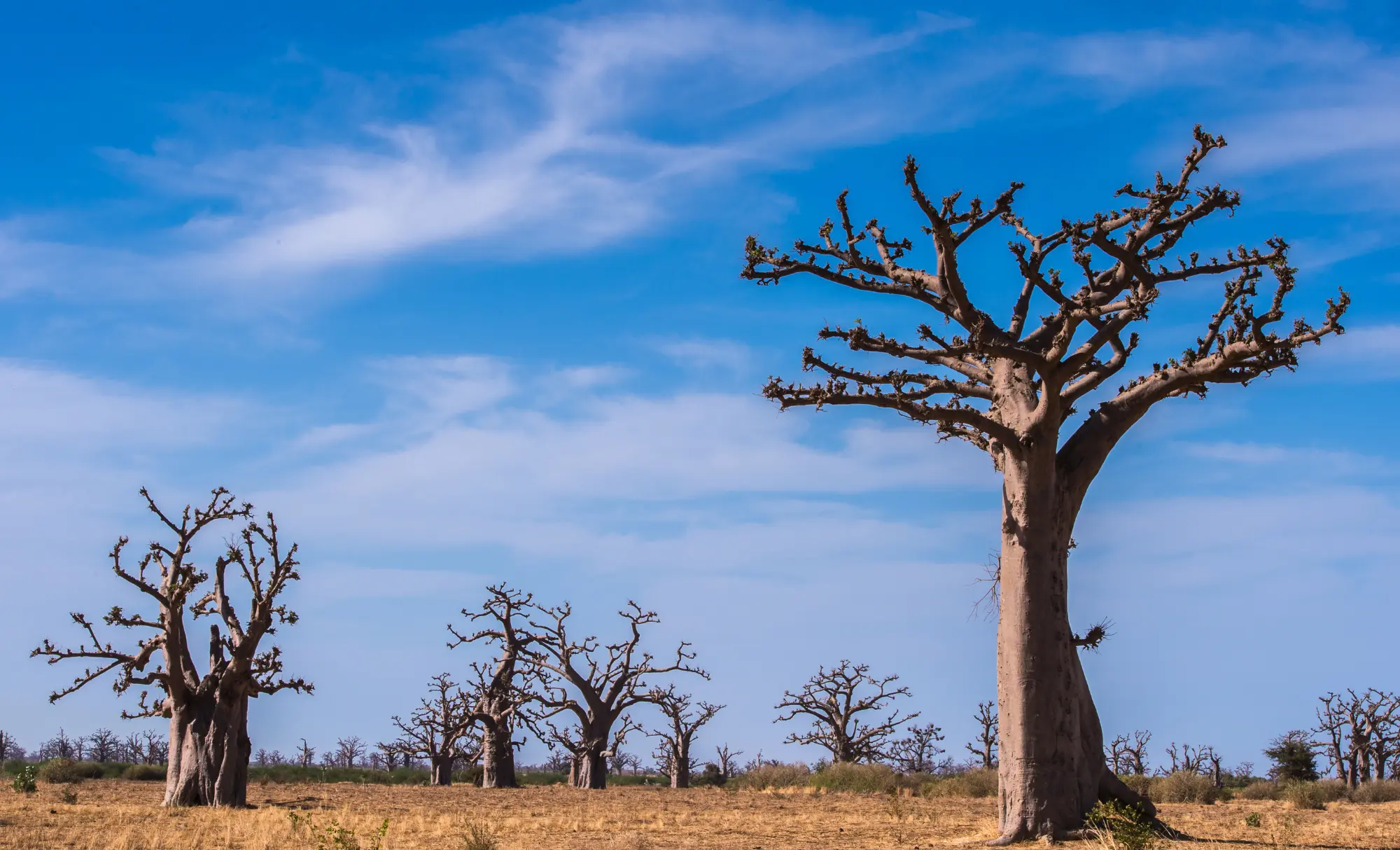 viatge de noces al Senegal, viaje de novios al Senegal