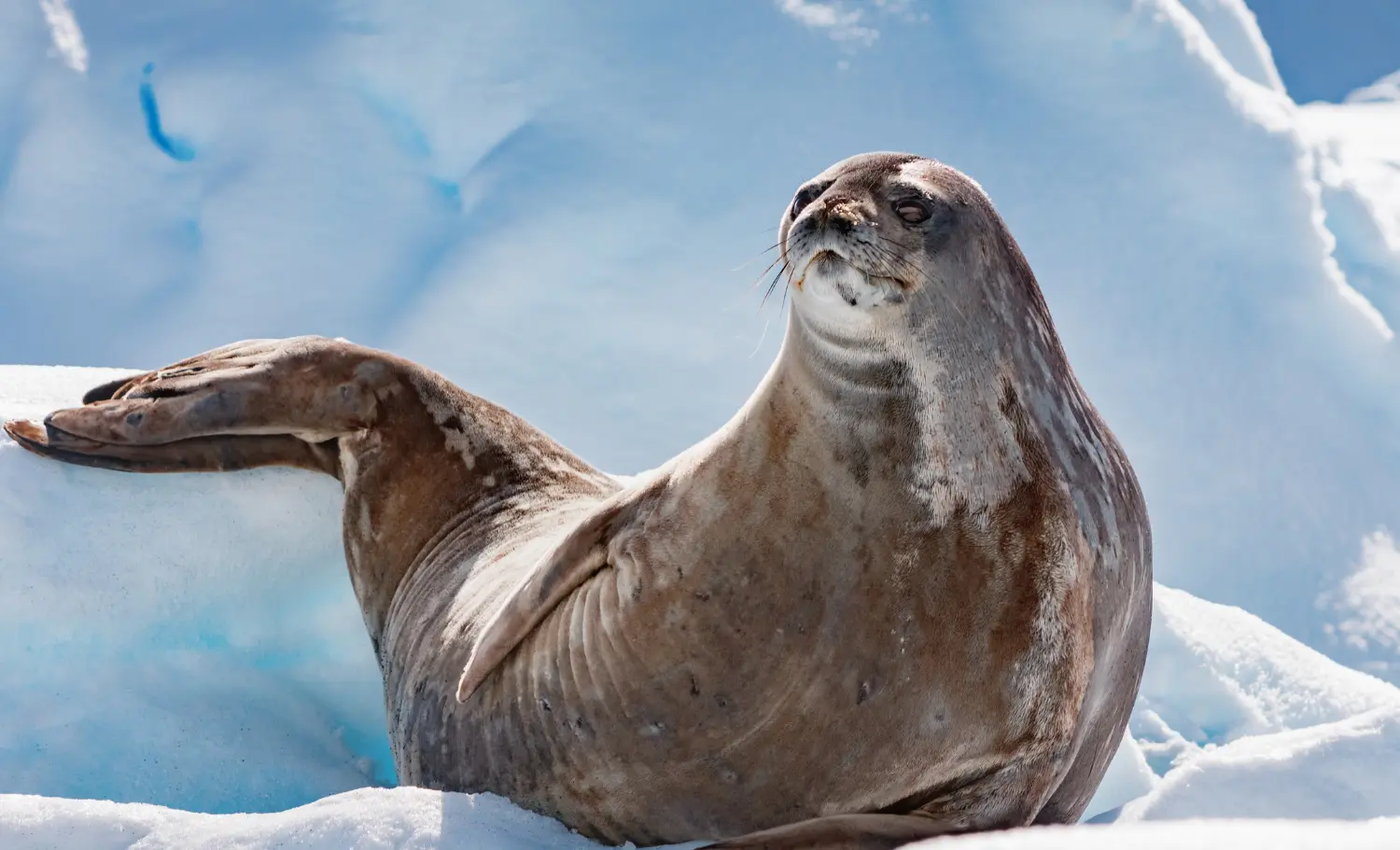 Aventura a l'Antàrtida, aventura en la Antártida