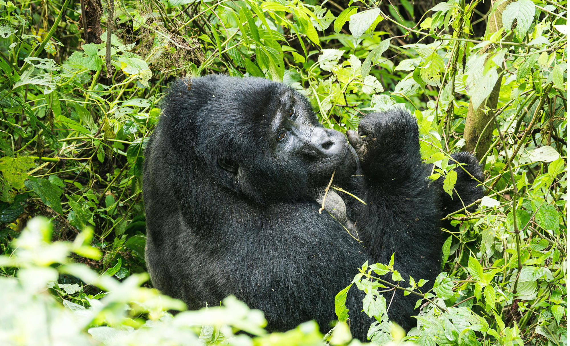 trekking amb goril·les al Congo, trekking con Gorilas en el Congo