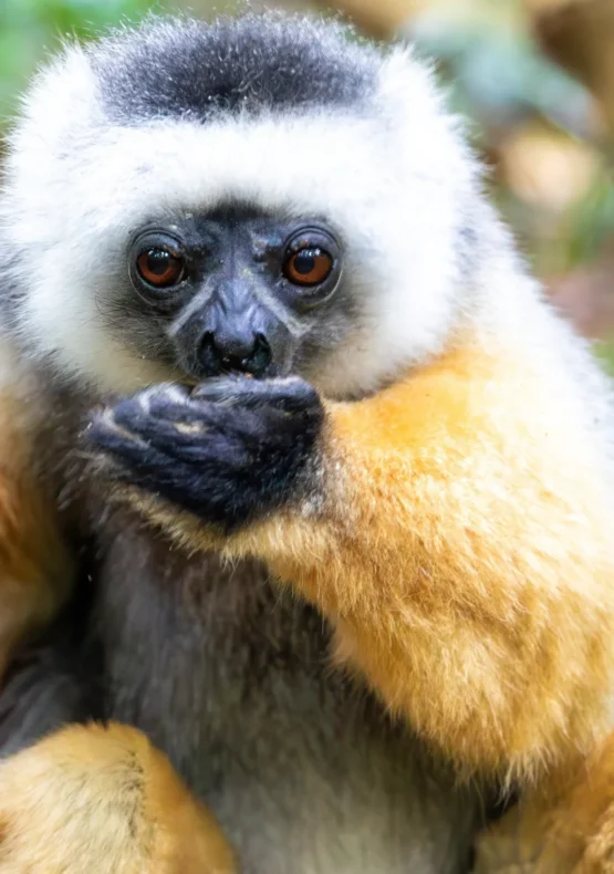 Viatge amb nens a Madagascar, viaje con niños a Madagascar