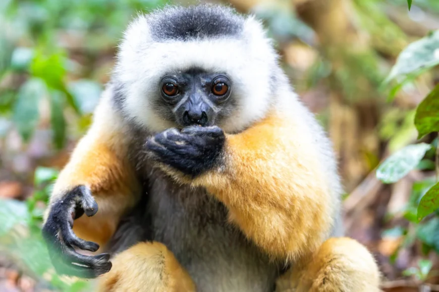 Viatge amb nens a Madagascar, viaje con niños a Madagascar