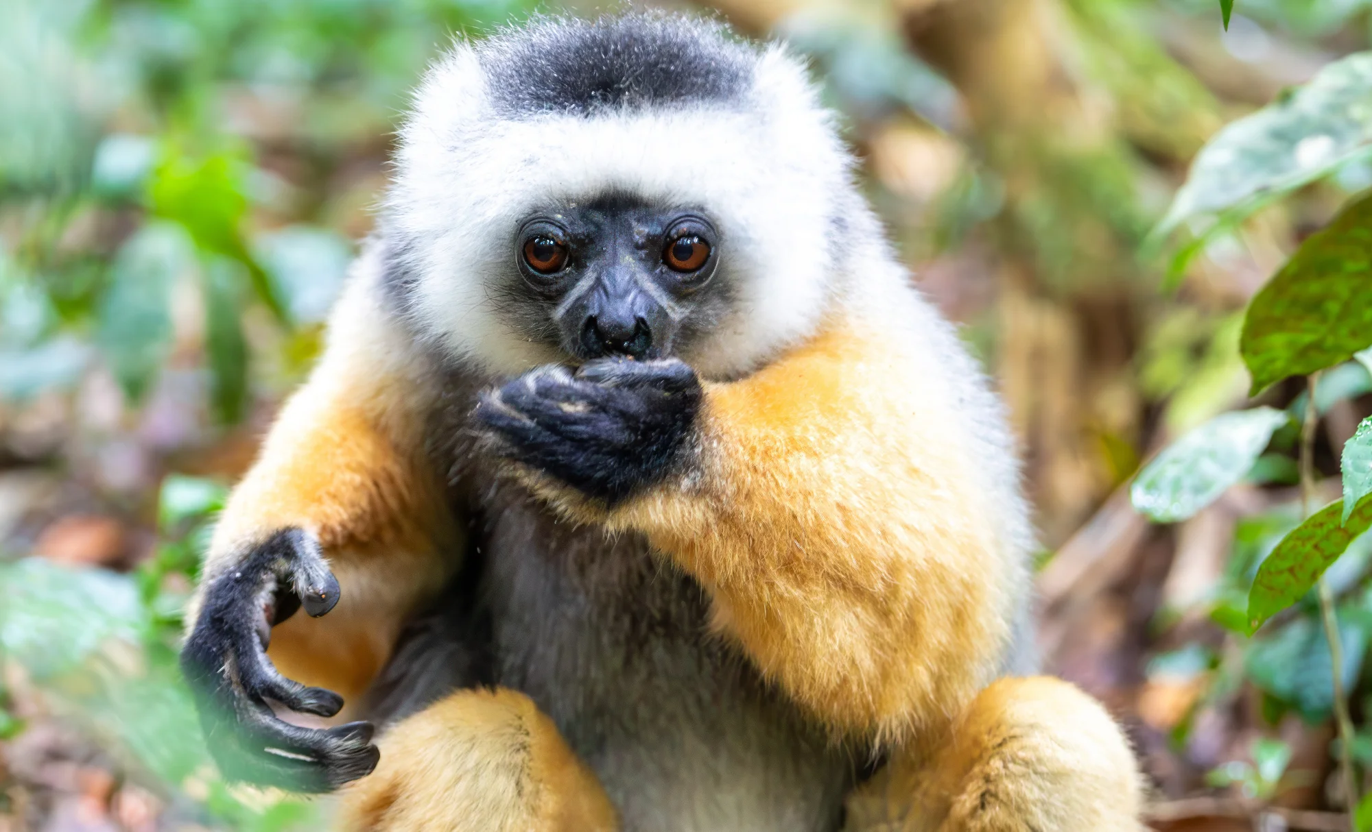 Viatge amb nens a Madagascar, viaje con niños a Madagascar