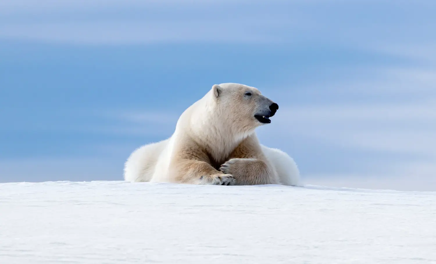 Viatge a Svalbard, viaje a Svalbard