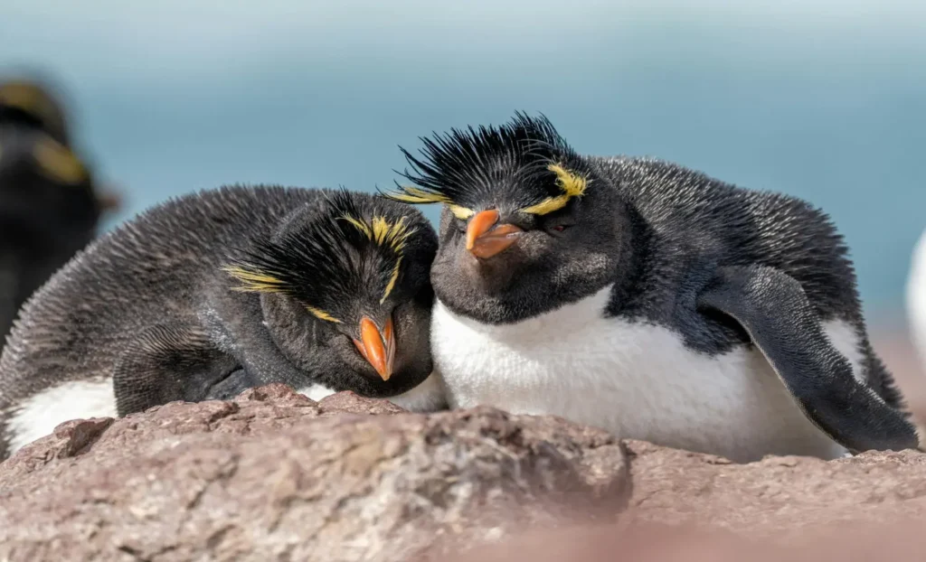 viatge diferent a l'Antàrtida, viaje diferente a la Antártida