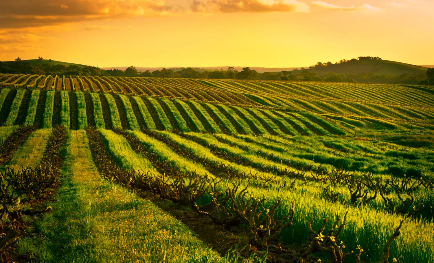 Viatge a les vinyes d'Austràlia, viaje a los viñedos de Australia