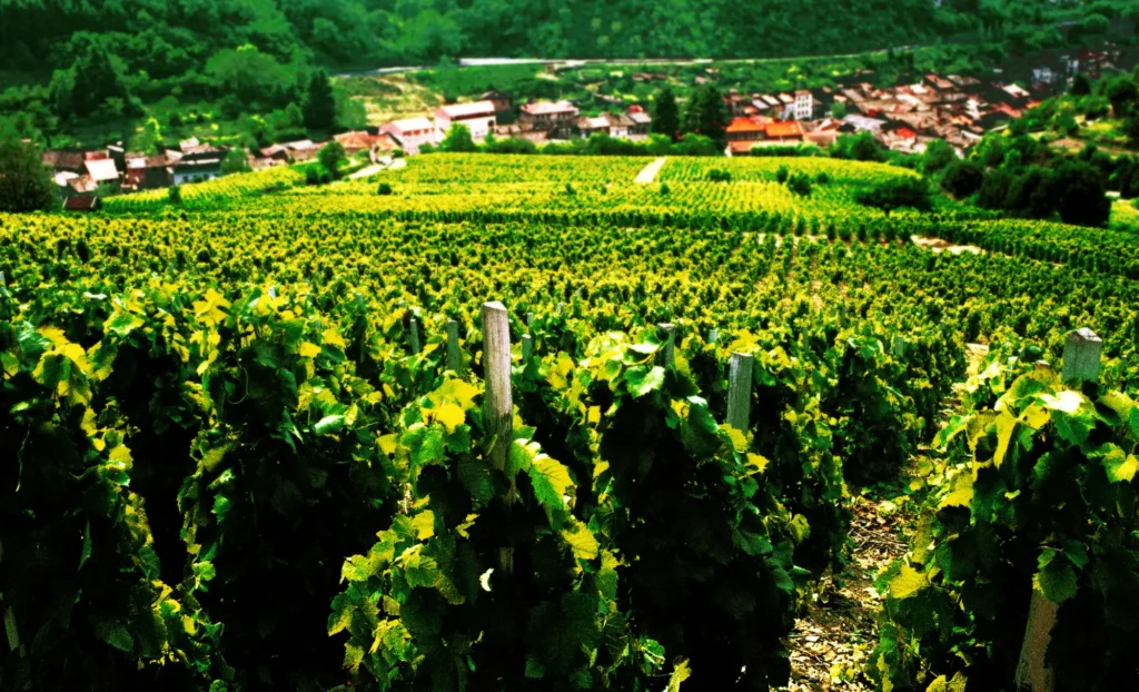 creuer fluvial gastronòmic pel Ródano, crucero fluvial gastronómico por el Ródano