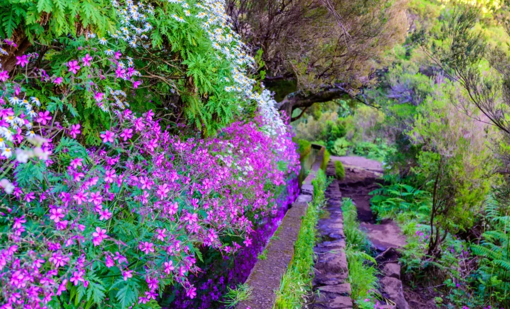 viatge a Madeira, viaje a Madeira