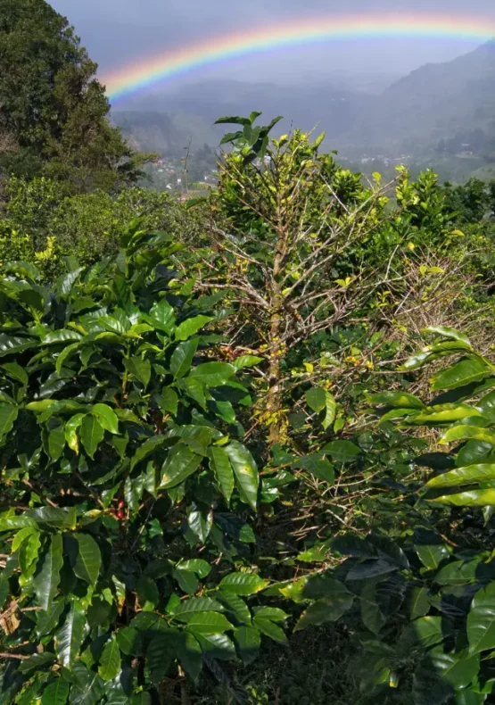 viatge de noces a Panamà, viaje de novios a Panamá