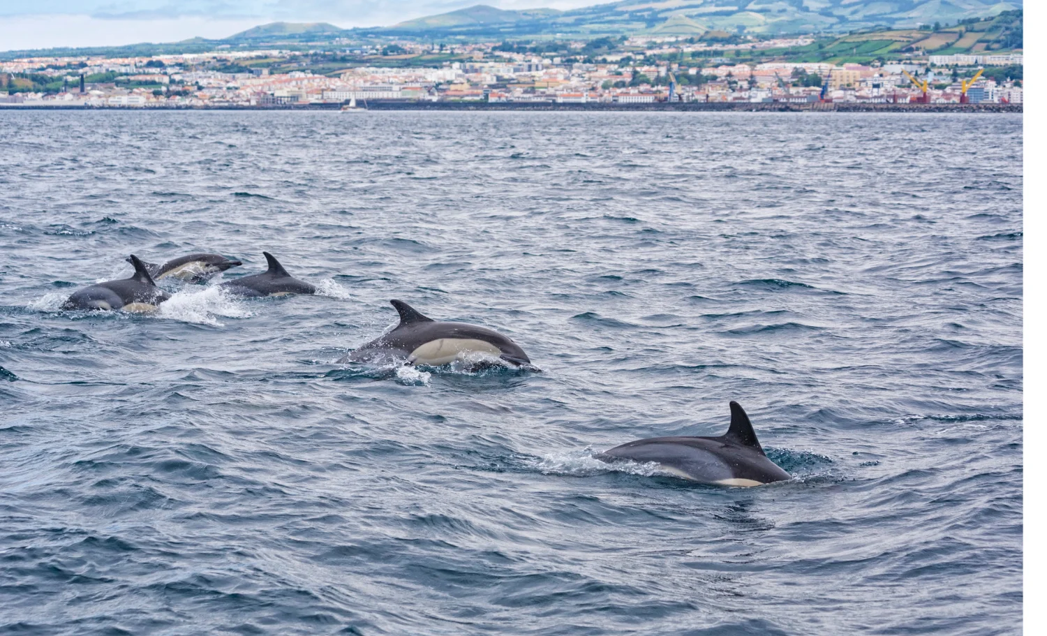 Les Açores amb nens, Las Azores con niños