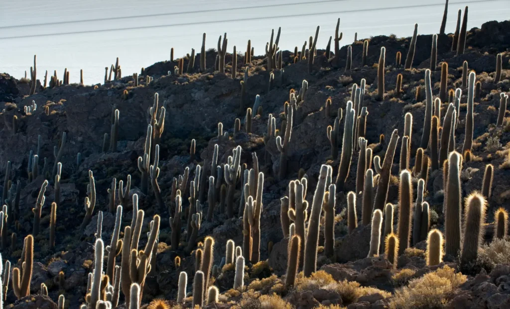 ruta de 14 dies per Bolívia, ruta de 14 días por Bolivia