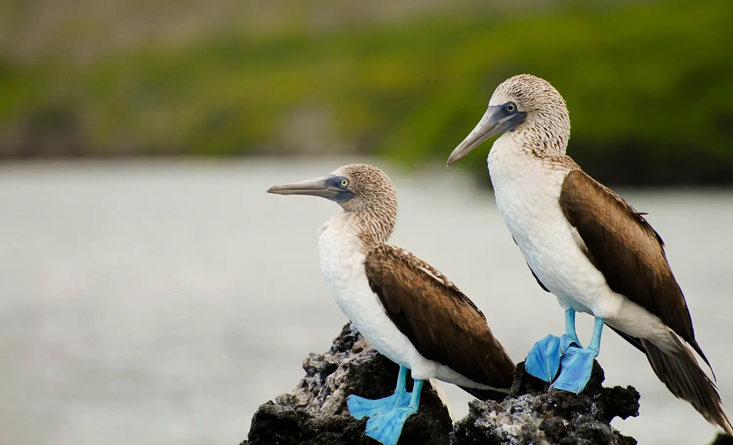 Viatge a l'Equador i les Galàpagos, viaje a Ecuador y las Galápagos