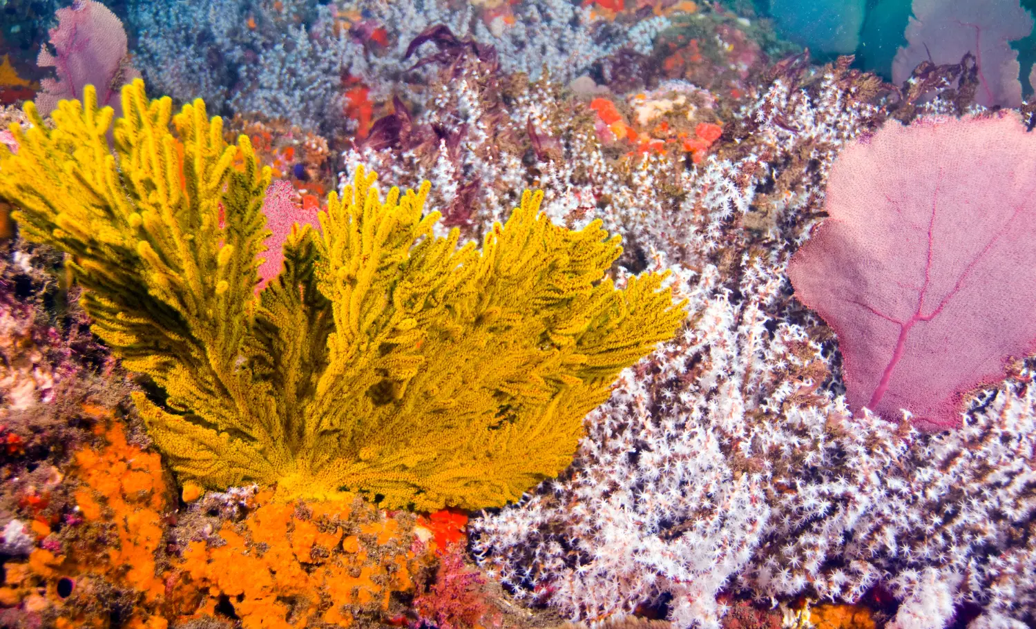 snorkel a Panamà, snorkel en Panamá