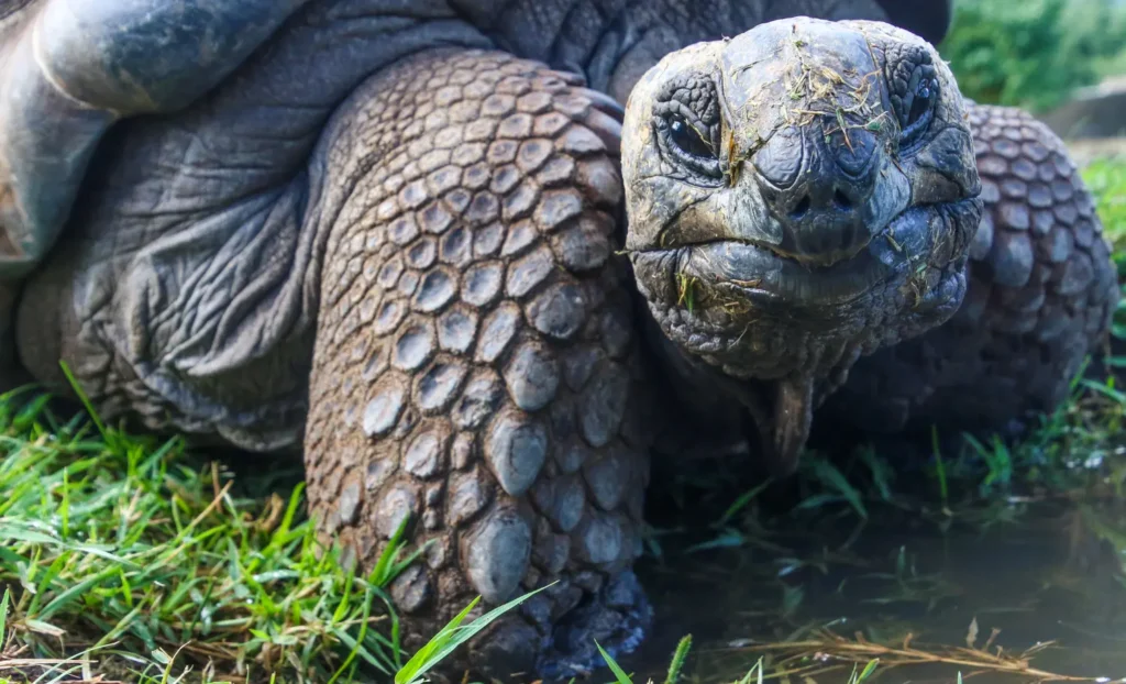 viatge de noces a les Galàpagos, viaje de novios a las Galápagos