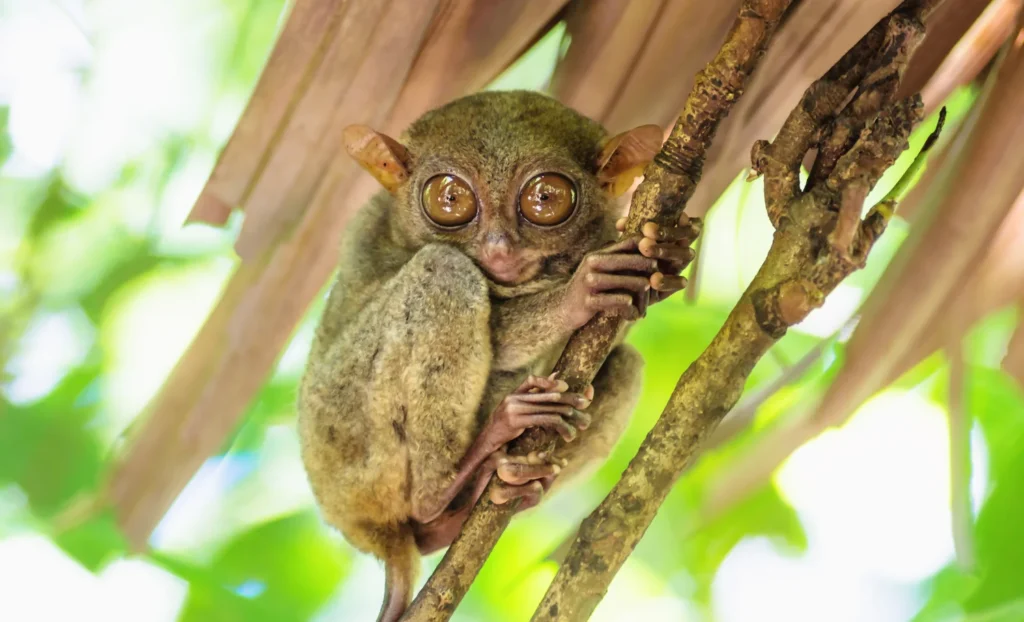 viatge a Filipines, viaje a Filipinas