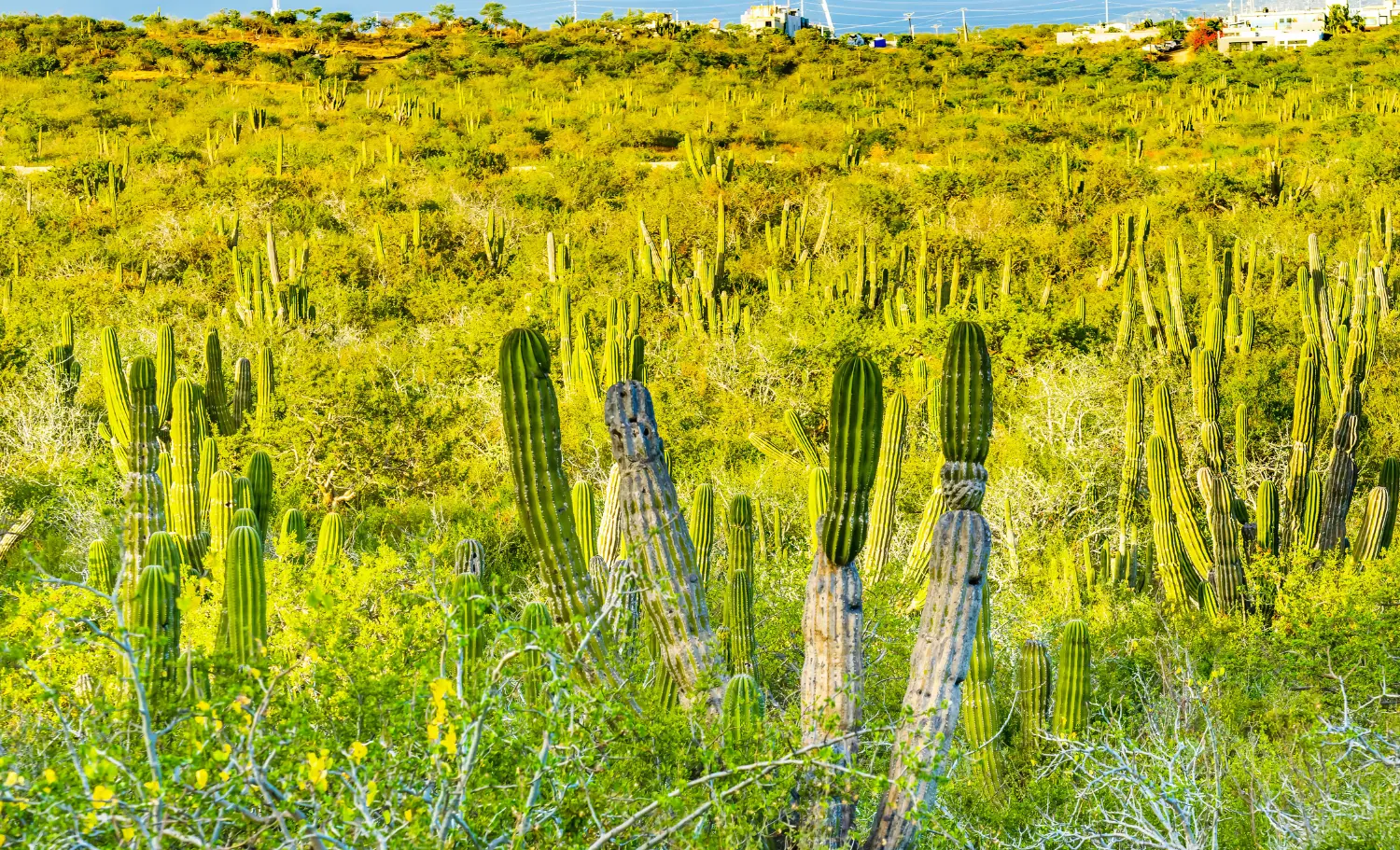 viatge organitzat a Los Cabos, viaje organizado a Los Cabos