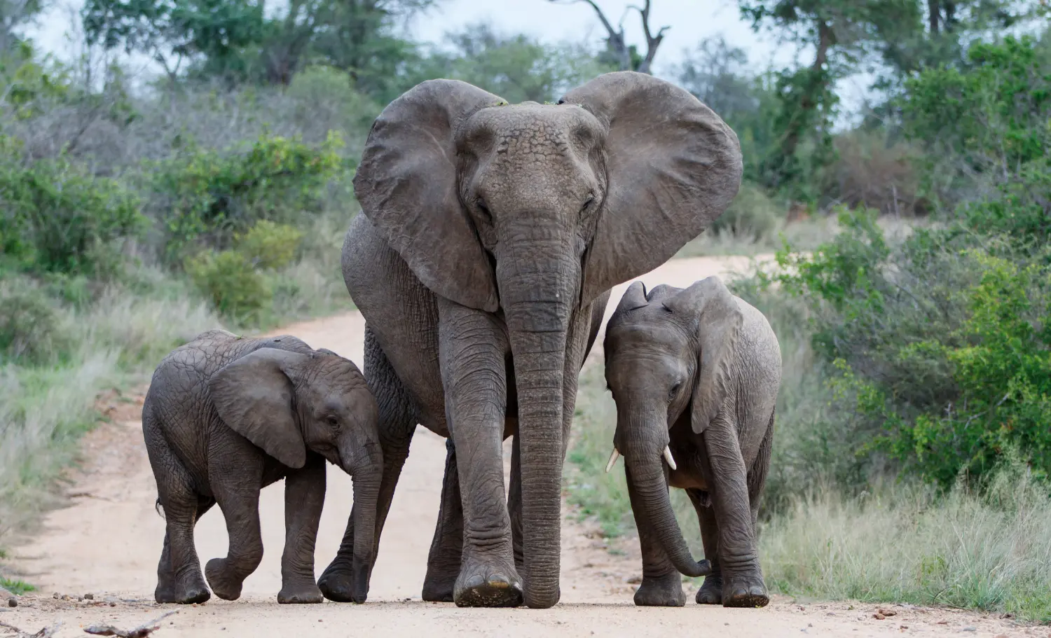 Viatge en família a Sudàfrica, viaje en familia a Sudáfrica.