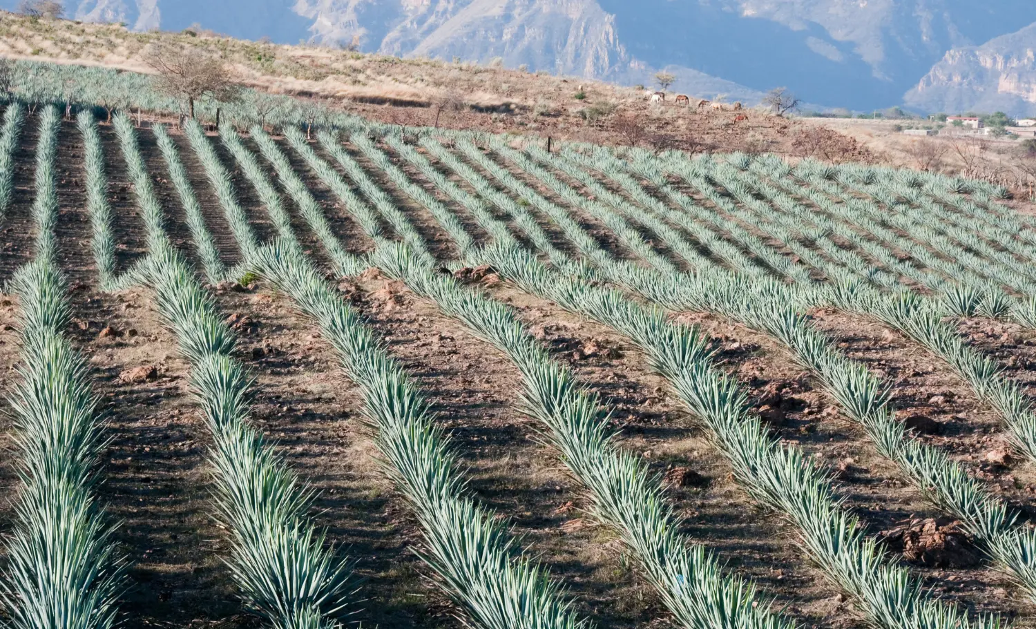 viatge gastronòmic a Los Cabos, viaje gastronómico a Los Cabos