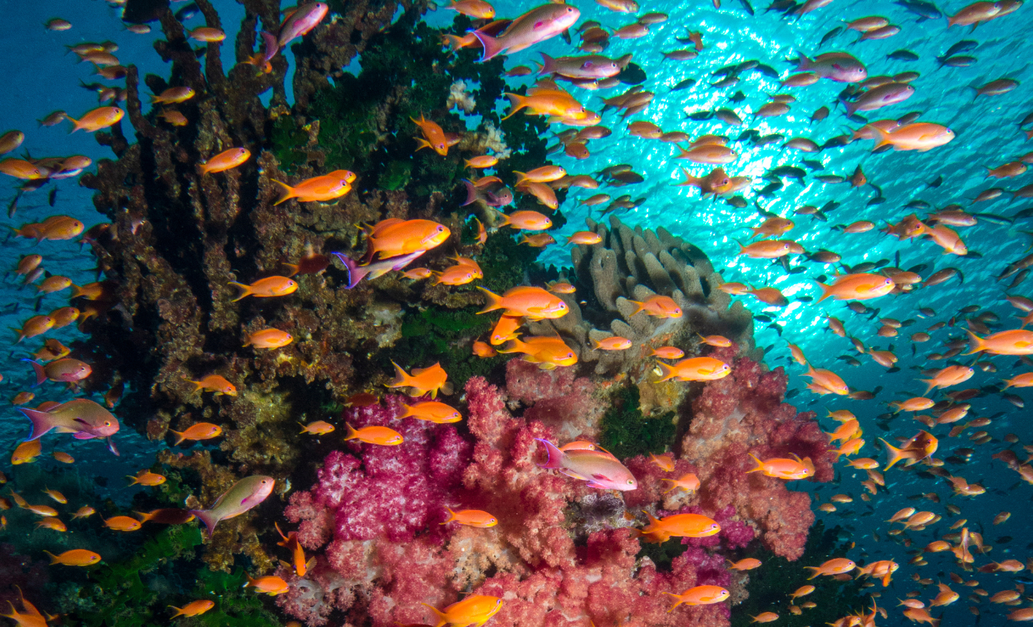 viatge a les Fiji a mida, viaje a las Fiji a medida