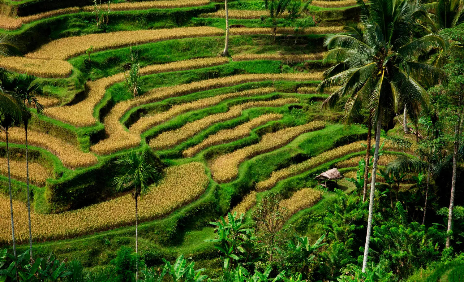 viatge a mida a Bali, viaje a medida a Bali